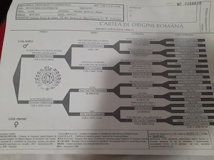 Ciobanesc German  Par Lung Mascul - imagine 4
