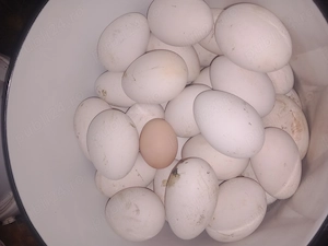 Ouă de gâscă petru incubator sau consum 