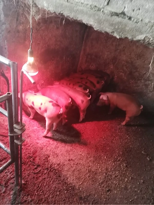 De vanzare purcei  rasa Duroc cu Pietrain - imagine 3