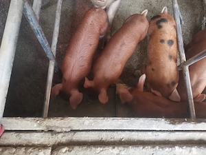 De vanzare purcei  rasa Duroc cu Pietrain - imagine 2