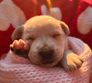 Cățeluși Pechinezi