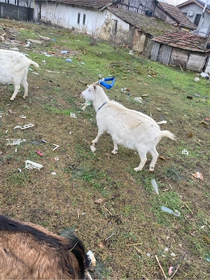 schimb cu alte animale - imagine 5