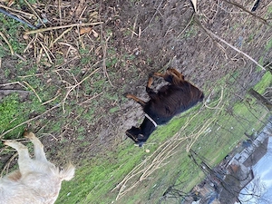 schimb cu alte animale - imagine 3