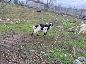 schimb cu alte animale