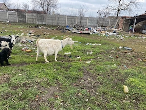 schimb cu alte animale - imagine 2