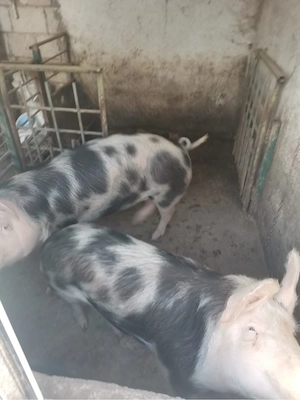 Vand Porci incrucisate Pietrain cu Marele Alb - imagine 2