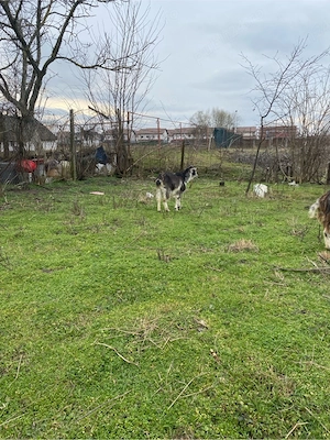 vand capre - imagine 4