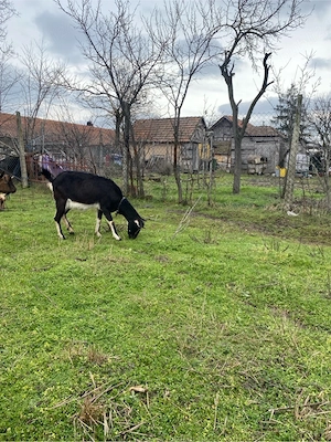 vand capre - imagine 5