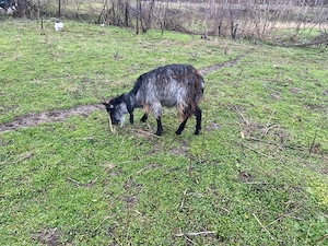 schimb cu alte animale