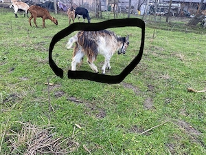 vand capre - imagine 2