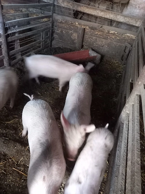 vand purcei  - imagine 2