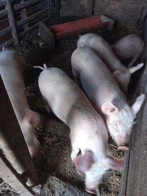 vand purcei  - imagine 3