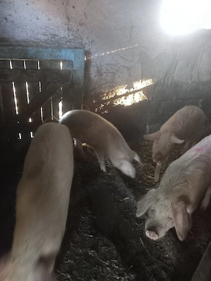 vand soldani  - imagine 3