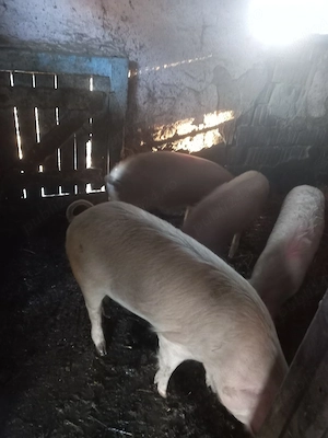 vand soldani  - imagine 2