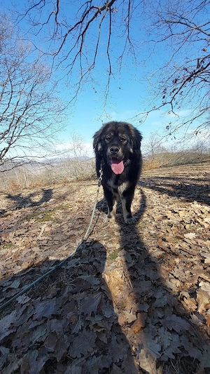 Ciobănesc caucazian mascul - imagine 4