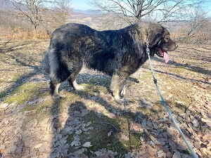 Ciobănesc caucazian mascul