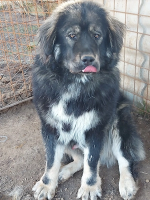 Ciobănesc caucazian mascul - imagine 2