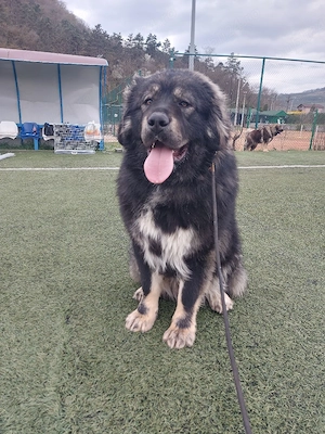 Ciobănesc caucazian mascul - imagine 3