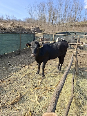 vitei de vanzare 22lei kg in viu - imagine 5