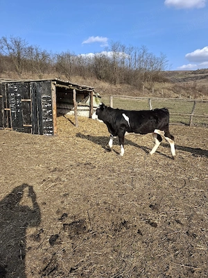 vitei de vanzare 22lei kg in viu - imagine 4