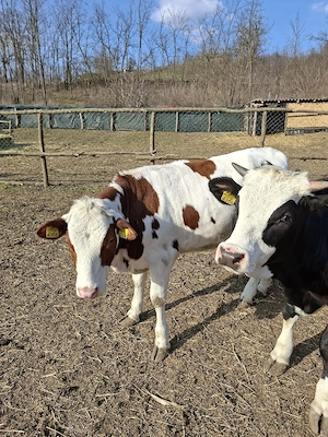 vitei de vanzare 22lei kg in viu - imagine 3