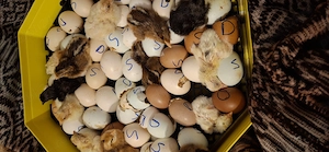 vand ou de incubat  - imagine 5