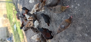 vand ou de incubat  - imagine 4