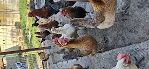 vand ou de incubat  - imagine 3