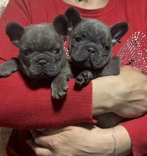 Bulldog francez blue 