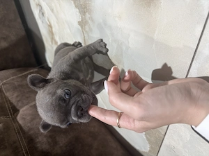 Bulldog francez blue  - imagine 4