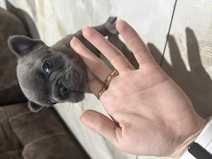 Bulldog francez blue  - imagine 3
