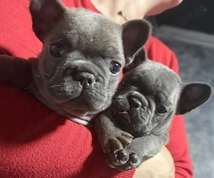 Bulldog francez blue  - imagine 2