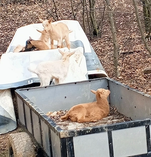 Vand iezi pentru tăiat,200 lei bucata