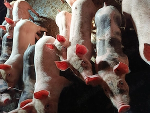 Purcei petrain belgian pur castrați 550lei bucata 