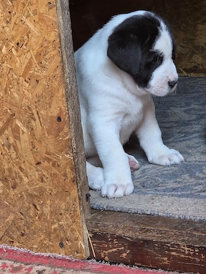 Ciobanesc asia centrala, alabai, cao