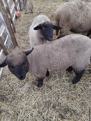 Vând Miei Metis Suffolk