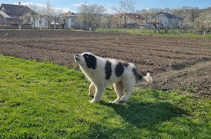 Femeluță Ciobănesc românesc de Bucovina 