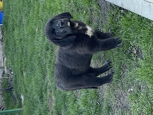 Disponibile 2 femelute  - imagine 2