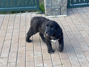 Disponibile 2 femelute  - imagine 4