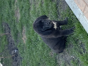 Disponibile 2 femelute  - imagine 3