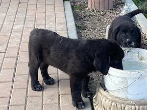 Disponibile 2 femelute  - imagine 5