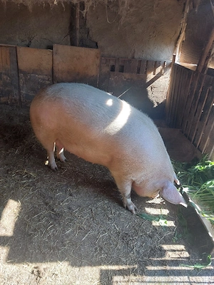 vand porc pentru sacrificat 350+ - imagine 2