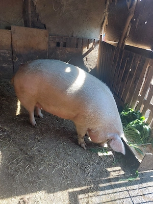 vand porc pentru sacrificat 350+ - imagine 5