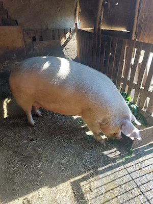 vand porc pentru sacrificat 350+ - imagine 3