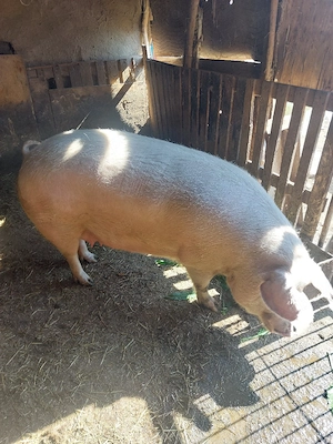 vand porc pentru sacrificat 350+