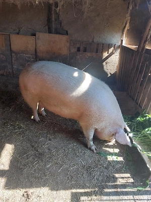 vand porc pentru sacrificat 350+ - imagine 4