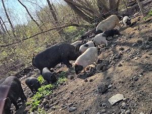 Vând purcei vietnamezi 