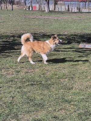 Femela metis ciobanesc