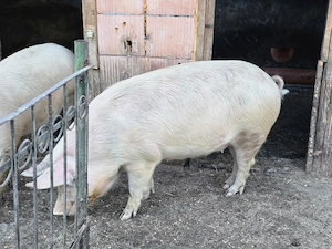 Vând șoldană gestantă - imagine 4