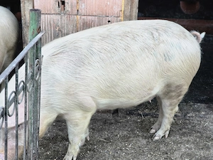 Vând șoldană gestantă - imagine 3